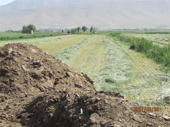 دپو کود دامی